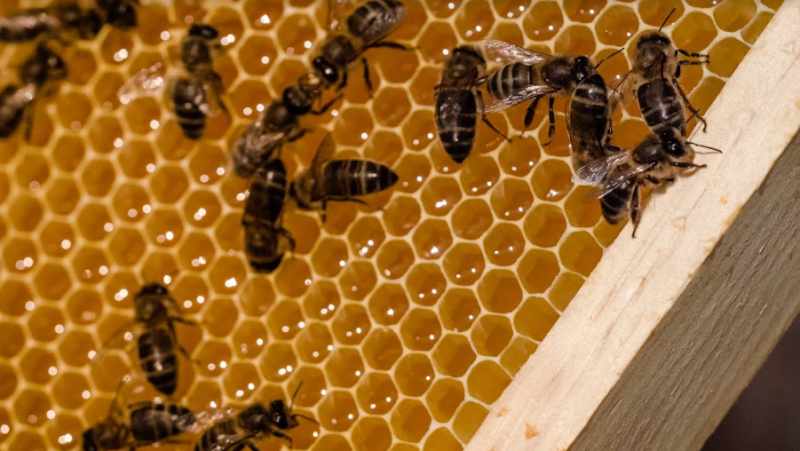 Fotografia tomada fuera de La miel de Cris - Tienda de alimentación en Huesca, Huesca