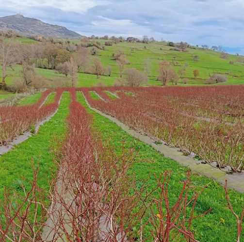 Fotografia tomada fuera de Arándanos en Cantabria - Tienda de alimentación en Penagos, Cantabria
